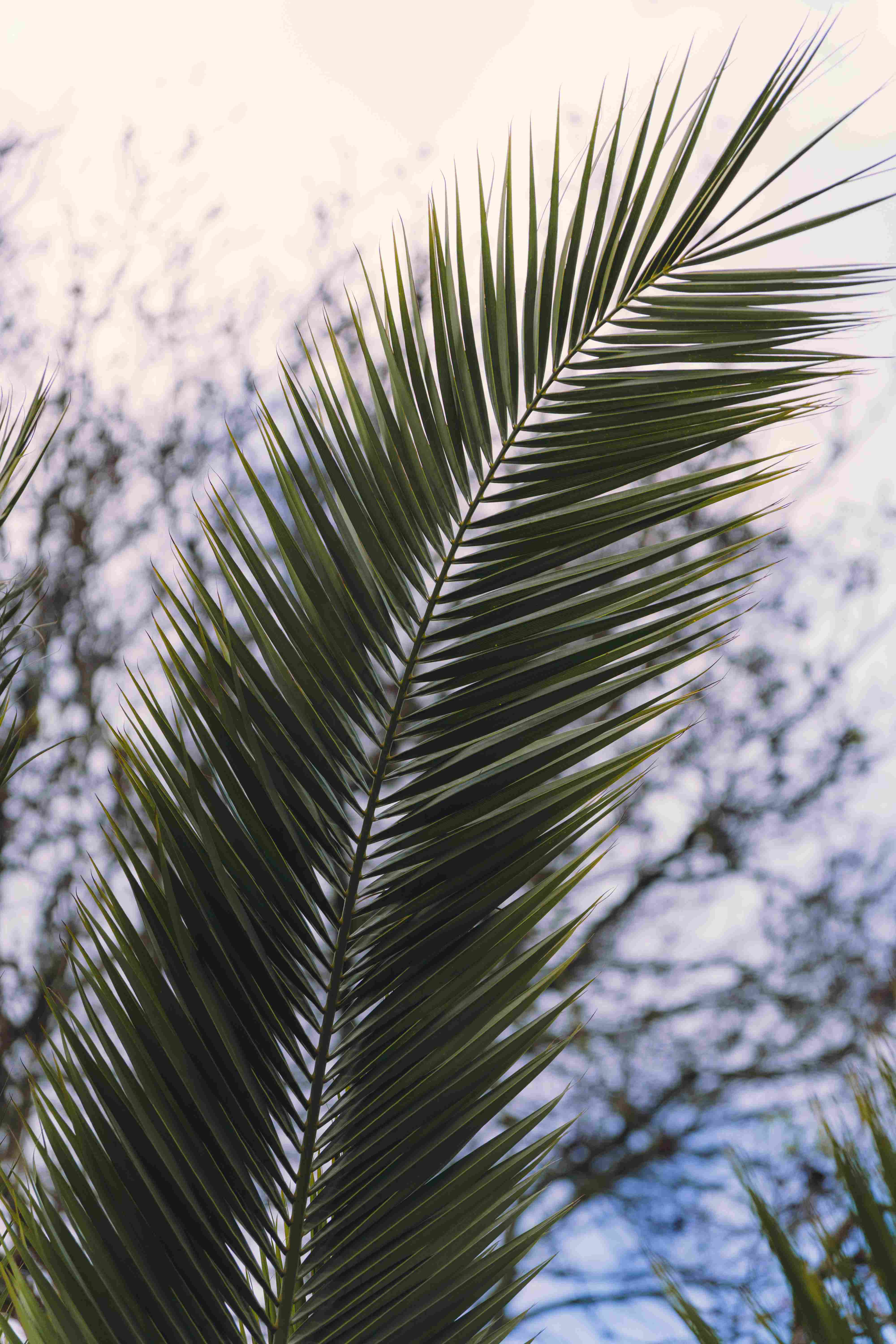 Palm Tree Leaf